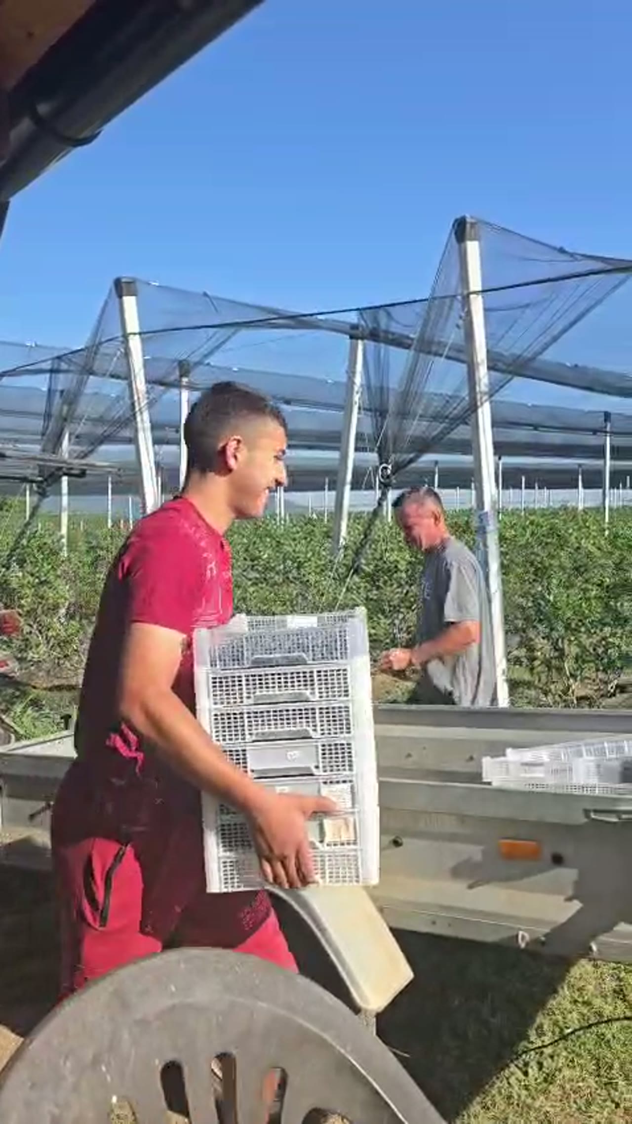 Berač nosi gajbicu svežih borovnica ka prikolici